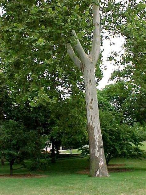 Other kinds of plants such as flowering plants and trees grow in all sorts of conditions and are essential for living. 158 best images about Missouri Native Trees on Pinterest ...