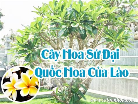 Cây Hoa Sứ Đại Quốc Hoa Của Lào Sài Gòn Hoa 2024