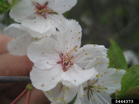 Canadian Plum Prunus Nigra