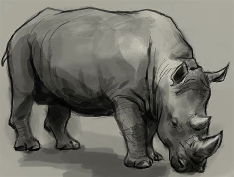 How To Draw Rhino Or Rhinoceros Learn To Draw Rhino Step By Step With