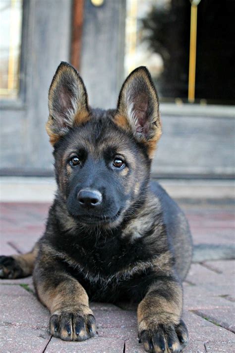 I have been in love with the german shepherd dog ever since i can remember. 21 Luxury Sable German Shepherd Puppies For Sale Near Me ...