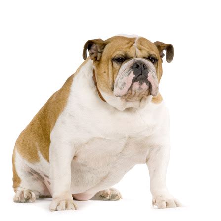 Learn what causes cherry eye, how it's treated, and the types of dogs this condition most often affects. PFMA Pet Obesity Report 2014: A Nation of Fat Cats and Dogs
