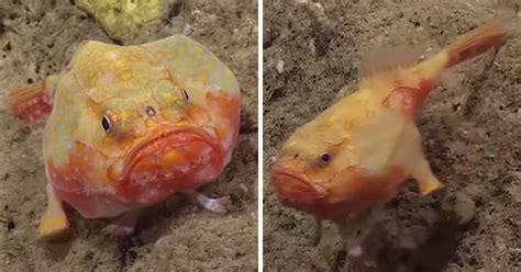 Extraordinary Deep Sea Footage Shows Fish With Feet Walking Across