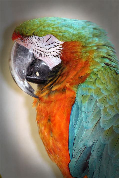 Sleeping Macaw Photograph By Kyle Peron