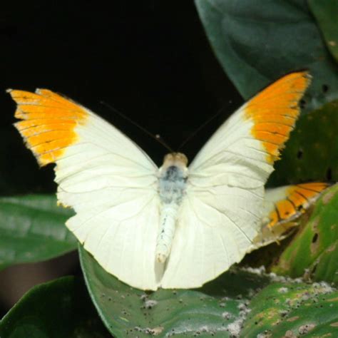 Great Orange Tip Butterfly