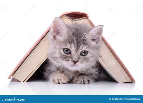 Kitten with book stock photo. image of mammal, isolated