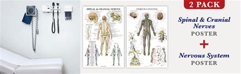 2 Pack Spinal Nerves And Nervous System Anatomy Posters Set Of 2