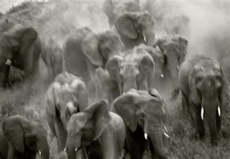 elephant stampede photograph by michelle lutener pixels