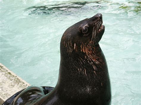Free Images Wet Swim Fauna Splashing Sea Lion Head Seals