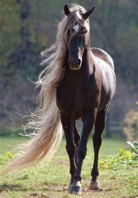 The player gets their first brown horse for free upon completing the stable story quest. Pin on horses!