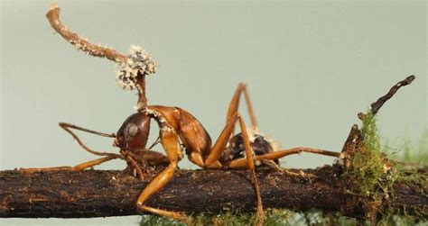Cordyceps The Parasitic Fungus That Makes Insects Grow Horns
