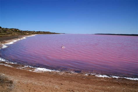 Lake Hillier Pink Lake In Australia I Want To Swim In This Lake