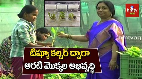 Laboratory manuals, plant cell culture, plant tissue culture. Banana Tissue Culture | Plant Tissue Culture | hmtv Agri ...