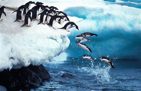 Can Penguins Fly Their Flying Evolution Dockery Farms