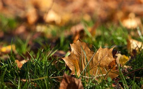 Selective Focus Photography Of Dried Maple Leaf On Green Grass Hd