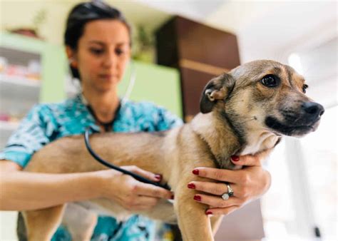 Our team will call you when it's your turn. Find the Right Vet Clinic for Your Pet | Apartmentguide ...
