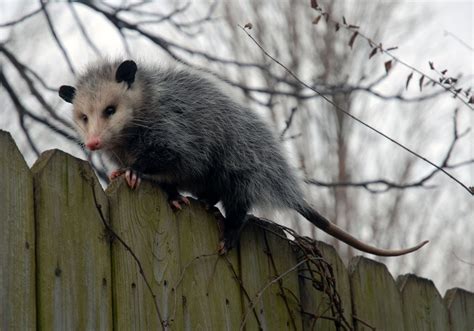 Possum Day Featured 5 K Race Beauty Pageant And Of Course The