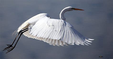30 Birds In Alabamas Gulf Coast Region