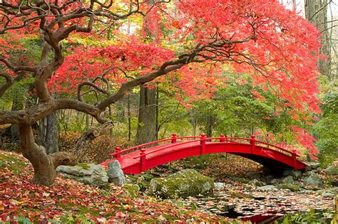 Hd Wallpaper Maple Trees Autumn 4k Japanese Garden