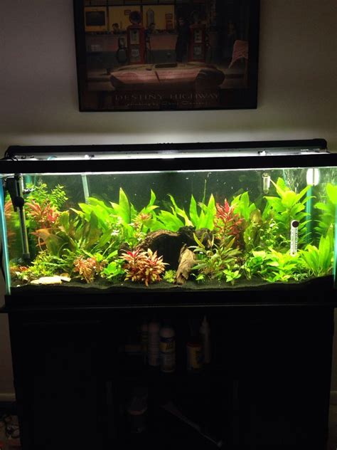 1 pcs aquarium stone decoration aquarium creative resin simulation landscape mountain fish tank decoration aquarium accessories. My planted 75 gallon. I might have too many plants. | Fish ...
