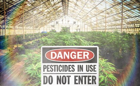 Problems Behind Pesticide Use In Cannabis Explained