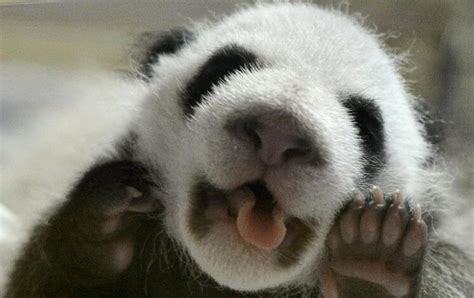 Baby Panda Just Waking Up Close Up Aww