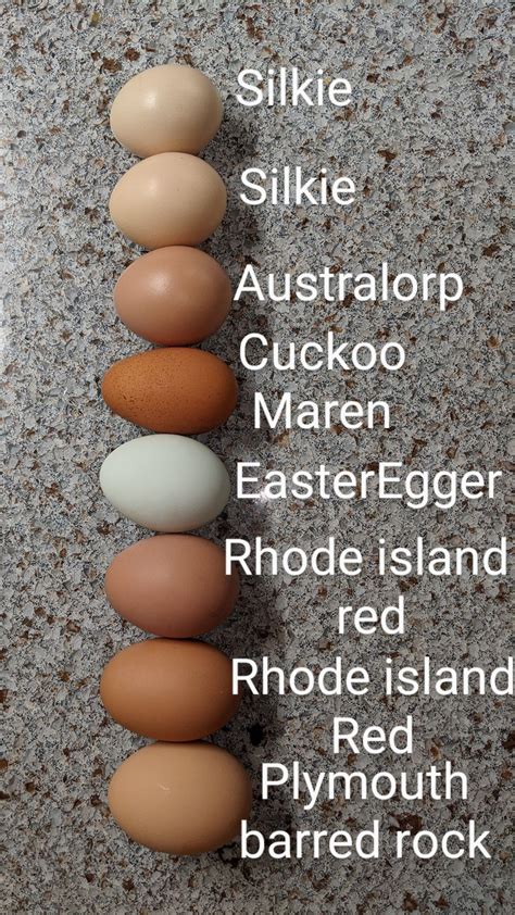 Colorful Chicken Eggs From My Chicks Silkie Australorp Cuckoo Maren