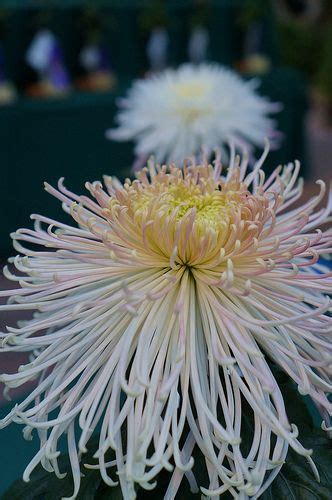 Chrysanthemum Evans Dream 3 Flickr Photo Sharing