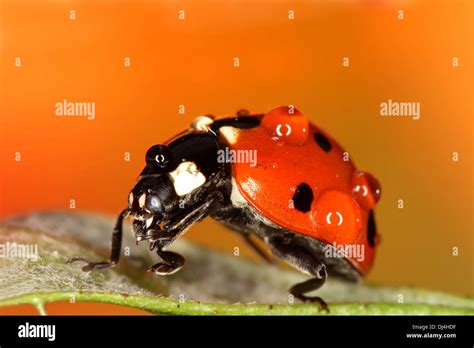 Ladybird Ladybug Morning Dew Hi Res Stock Photography And Images Alamy