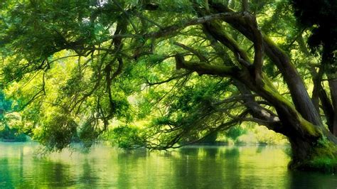 Download Green Water Forest Nature Tree Hd Wallpaper
