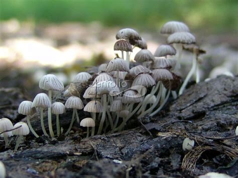 Mushrooms Michigan Michigan Mushroomfungus