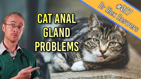 Cat Anal Glands The Problems Signs And Treatment Cat Health Vet Advice Youtube