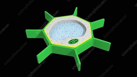 Turgidity refers to the state of being turgid or swollen due to high fluid content inside the cell. Plasmolysis and turgor in a plant cell - Stock Video Clip ...