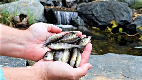 Find this pin and more on pool to pond/garden by latasha crowder. Catching Baby Bluegills for Backyard Bass Pond!! - YouTube