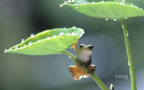 🔥 Free Download Rain Frog Wallpaper Windows Bing Hd Desktop Wallpaper