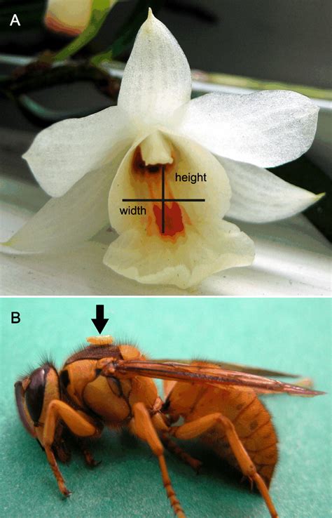 Orchid Mimics Honey Bee Alarm Pheromone In Order To Attract Hornets For Pollination Current Biology