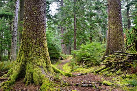 Sitka Spruce With Buttressed Roots Oregon Photography