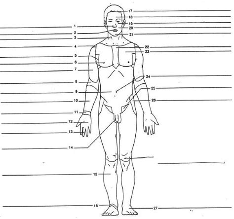 Body Region Labeling Front Diagram Quizlet