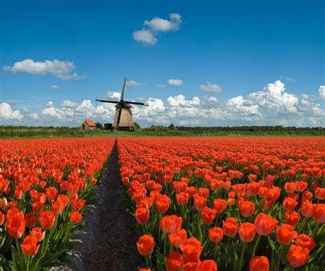 By choosing to send flowers with handy flowers you will make every special occasion truly memorable. Deze Hollandse Quiz in Eindhoven of Den Bosch is een ...