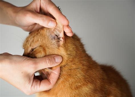 Ear Polyps In Cats Causes Signs And Treatments Vet Answer Pet Arenas