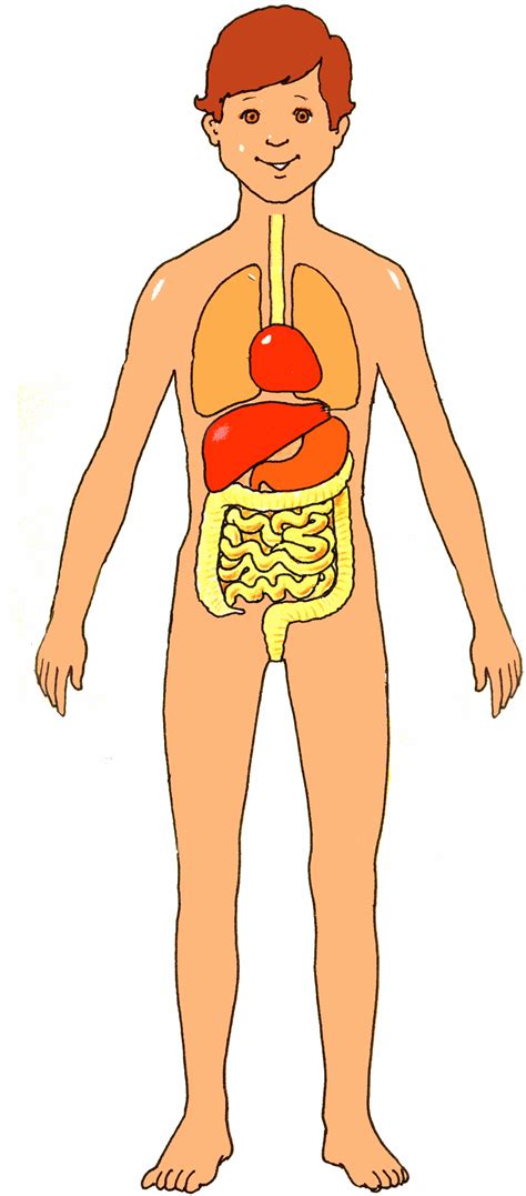 The Human Body Clipart Clipground