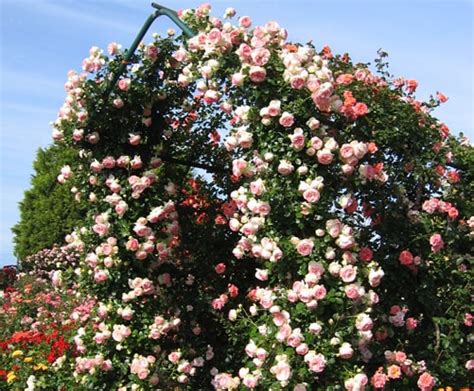 Climbing Roses Archives ~ Rose Society Of South Australia