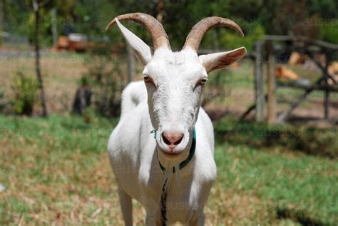 Image Of Portrait Of A White Male Goat With Large Horns Austockphoto