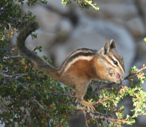 Uinta Chipmunk Mammals Of The Kaibab National Forest · Inaturalist