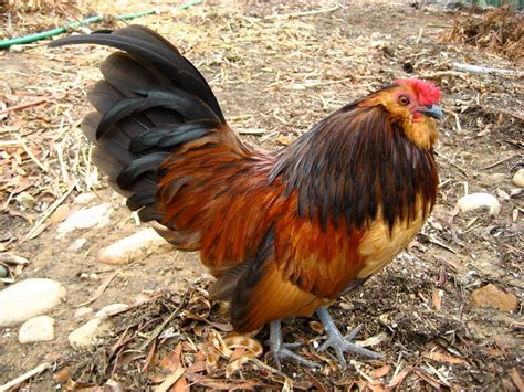 Chicken Breed Focus Danvers Bantams Backyard Chickens Learn How To Raise Chickens In 2021