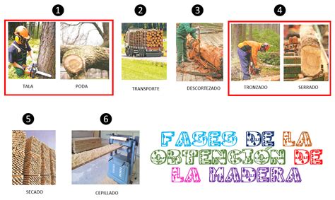 Proceso De Obtencion De La Madera Estudiar