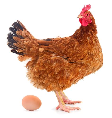 Chicken And Egg Stock Image Image Of Small Easter 154100013