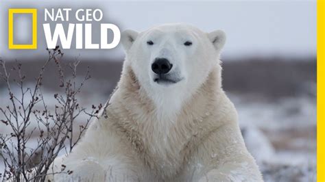 Polar Bears 101 Nat Geo Wild Polar Bear Arctic Habitat National