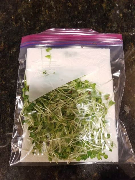 How To Grow Radish Microgreens The Green Experiment Company
