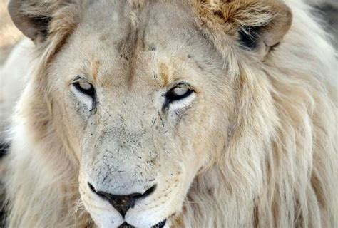 White Lions Hunting